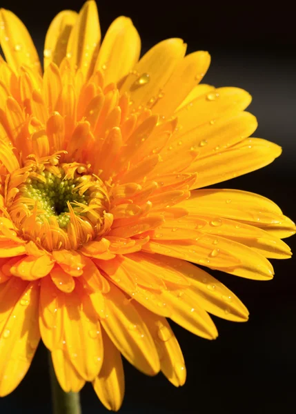 Yellow gerbera flower,isolate — Stock Photo, Image