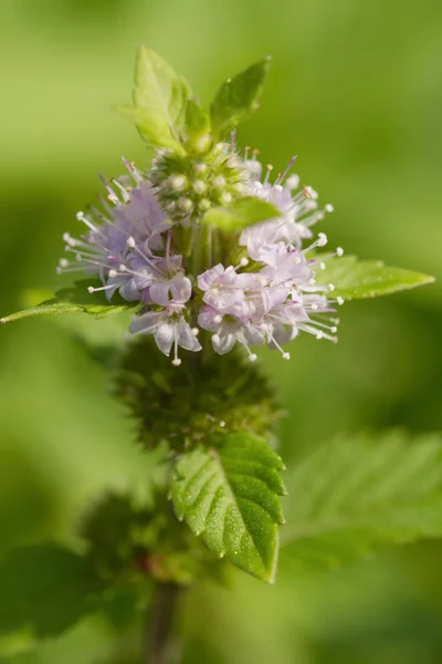 Pfefferminze (mentha piperita)) — Stockfoto