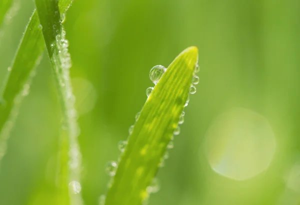 Зеленая трава с капельками воды, Природный фон — стоковое фото