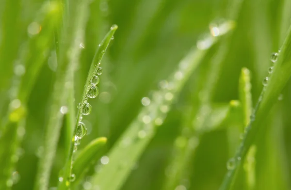 Трава с каплями воды — стоковое фото