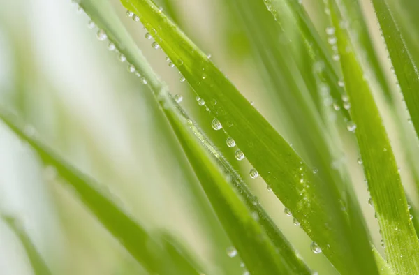 Трава с каплями воды — стоковое фото