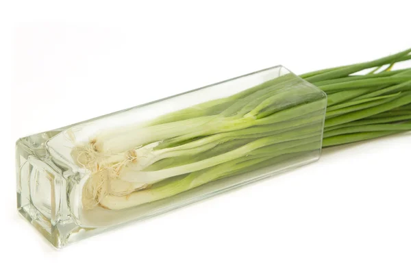 Green Onion ,fresh herbs and spices — Stock Photo, Image