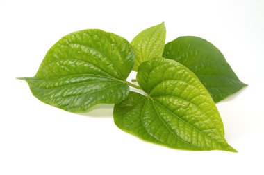 Wildbetal Leafbush (Piper sarmentosum Roxb.) Herbal and medicin clipart