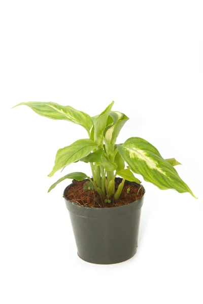 Dieffenbachia, pencere fabrikası — Stok fotoğraf