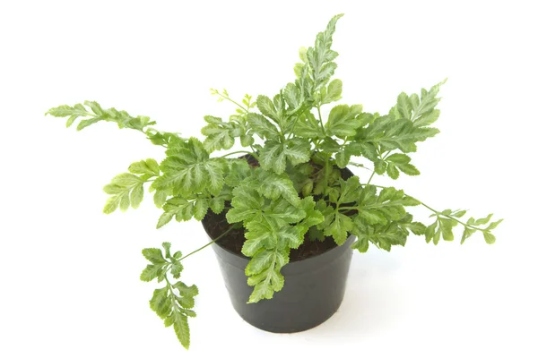 Fern (bracken) houseplant in pot, isolated — стоковое фото