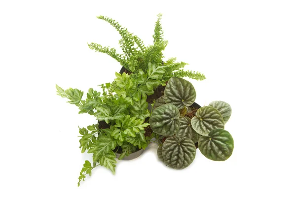 House plants with green leaves in pot (top view) — Stock Photo, Image