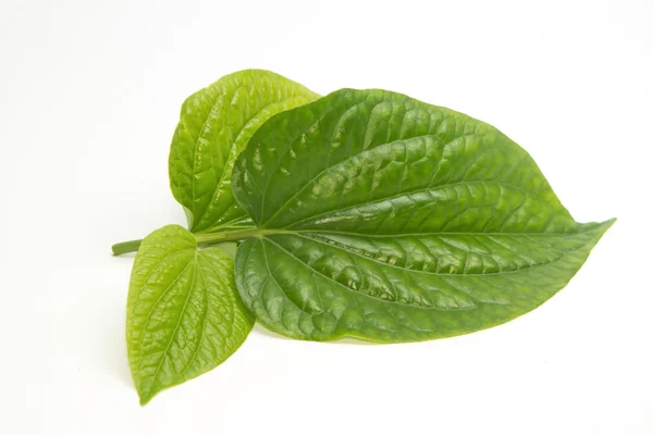 Wildbetal Leafbush (Piper sarmentosum Roxb.) Ervas e medicina — Fotografia de Stock