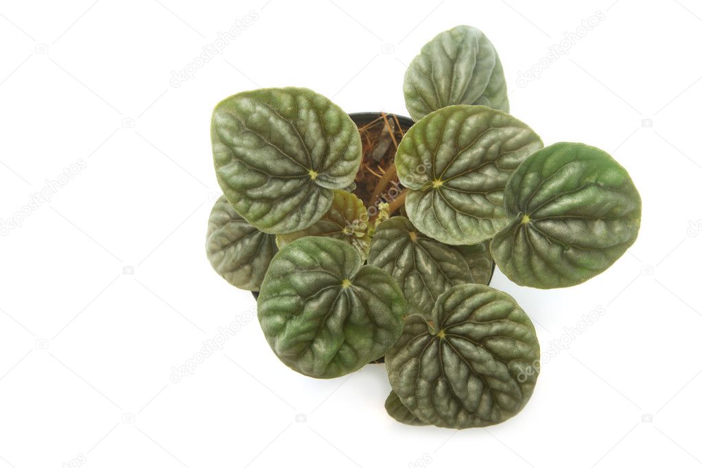 free download house plants free download house plants