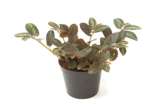 Window House Plant potted plant — Stock Photo, Image