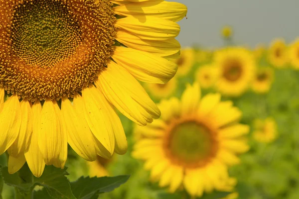 Sunflowers on field in summer — Stock Photo, Image