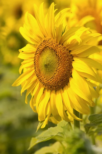 Sunflowers on field in summer — Stock Photo, Image