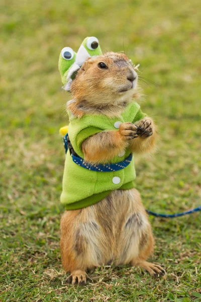 Prairie dogs dress up as a green frog standing upright on field — Stock Photo, Image