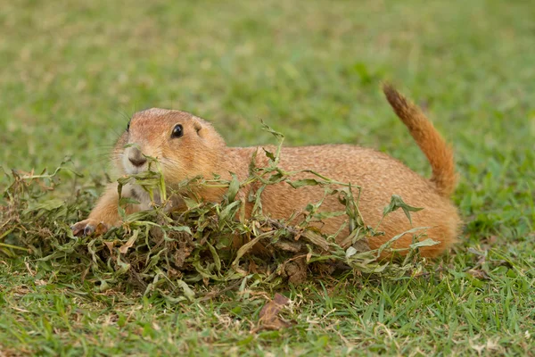 Prairie dogs feedind on field — Stock Photo, Image