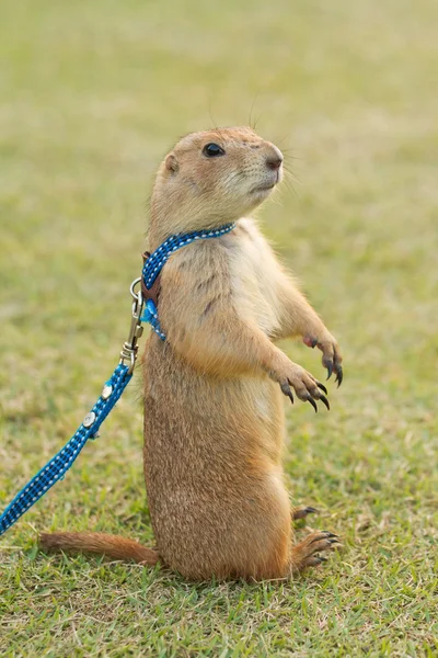 Prairie dogs standing upright on field — Stock Photo, Image