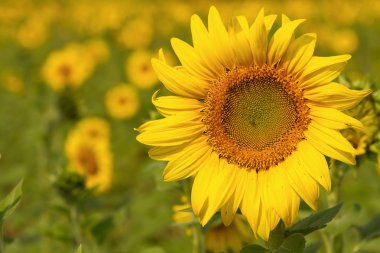 ayçiçekleri alanı yaz