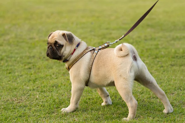 Puppy pug jest trzymany na smyczy — Zdjęcie stockowe