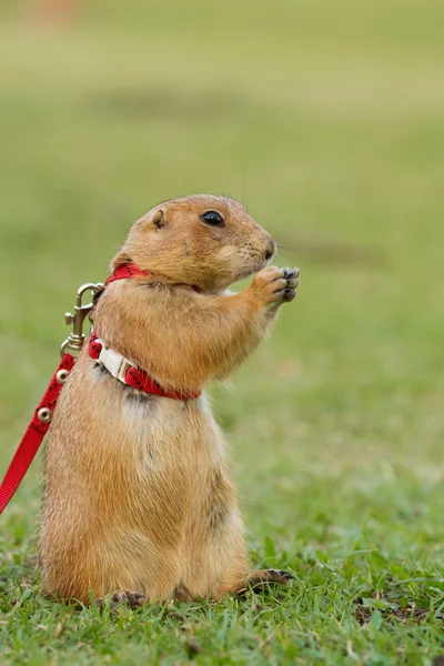 Perros de la pradera se alimentan en el campo — Foto de Stock