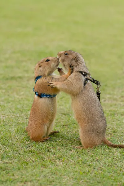 Prairie dogs getting a kiss — Stock Photo, Image