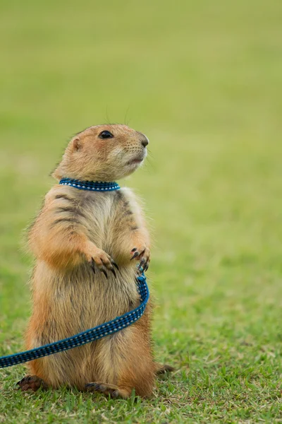 Prairie dog standing upright on field — Stock Photo, Image