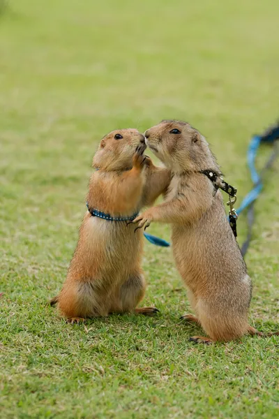 Perros de la pradera recibiendo un beso — Foto de Stock
