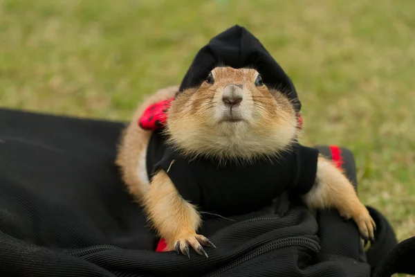 Cute prairie dog dress up with hat lying on bag — Stock Photo, Image