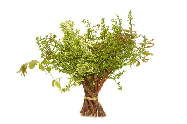 Folhas de nim-Azadirachta indica, Margosa, Quinina (Azadirachta in — Fotografia de Stock