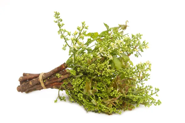 Hojas de neem-Azadirachta indica, Margosa, Quinine (Azadirachta in — Foto de Stock