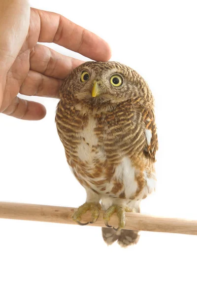 Owl bird (collared owlet) with a hand — Stock Photo, Image