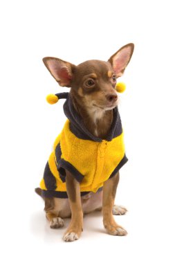 bir arı gibi giyinmiş chihuahua