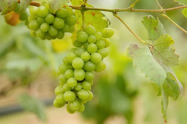 Grappolo d'uva sulla vite con foglie verdi — Foto Stock