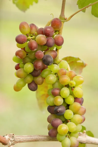 Ramo de uvas en la vid con hojas verdes —  Fotos de Stock