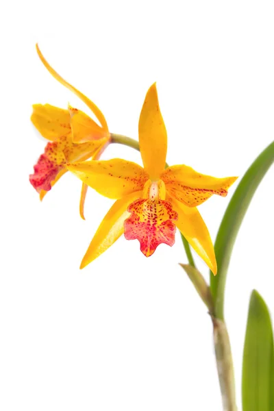 Желтый cattleya орхидей — стоковое фото