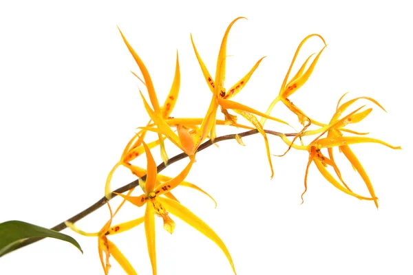 Žlutá krásnou kytici orchidejí — Stock fotografie