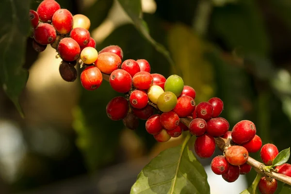 Арабіка кавове дерево зі стиглими ягодами на фермі — стокове фото