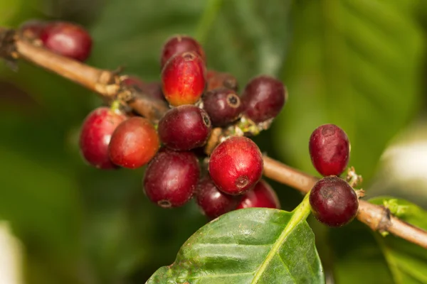 Arabica koffie boom met rijpe bessen op boerderij — Stockfoto