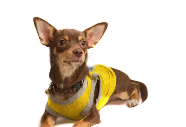 Chihuahua verkleidet sich als Biene — Stockfoto