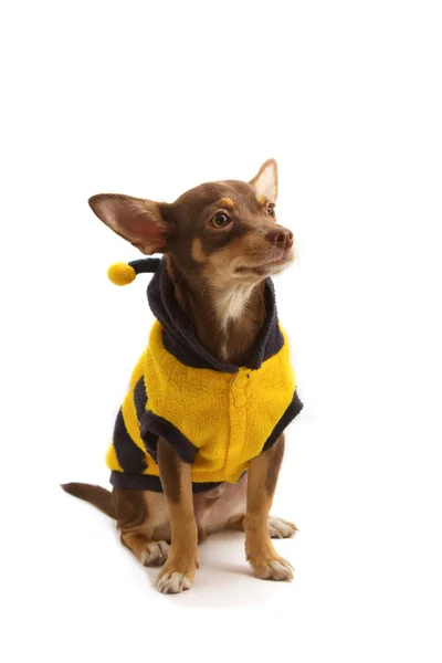 Chihuahua utklädd som ett bi — Stockfoto