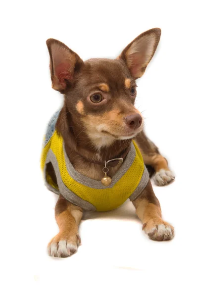 Chihuahua verkleidet sich als Biene — Stockfoto