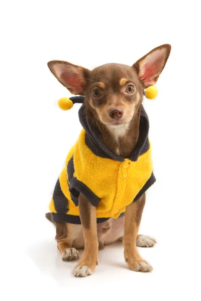 Bir arı gibi giyinmiş chihuahua — Stok fotoğraf