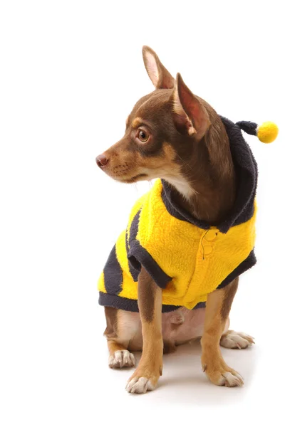Chihuahua utklädd som ett bi — Stockfoto
