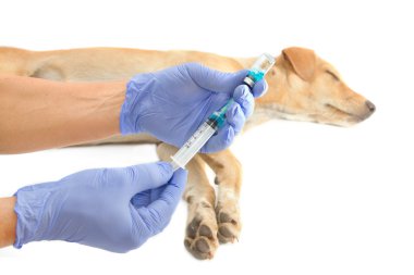 enjeksiyon bir köpeğe veren veteriner