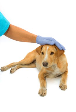 hasta köpek rahatlatıcı veteriner Bakımı