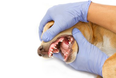 Veteriner hekimi köpeğin dişleri kontrol ediyor.
