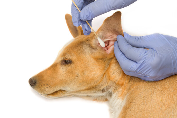 Ветеринар проверяет и чистит уши собаке
