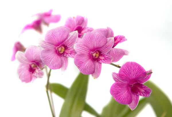 Violette Orchidee, thailändische Orchidee isoliert — Stockfoto