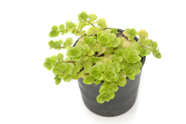 Planta em casa em vaso — Fotografia de Stock