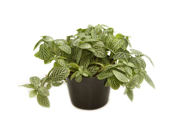Home plant in pot — Stock Photo, Image