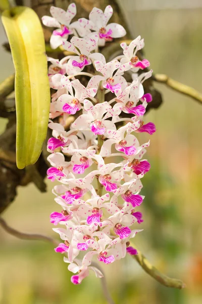 Rhynchostylis kızgözü. , Tay Orkide çiçek. — Stok fotoğraf