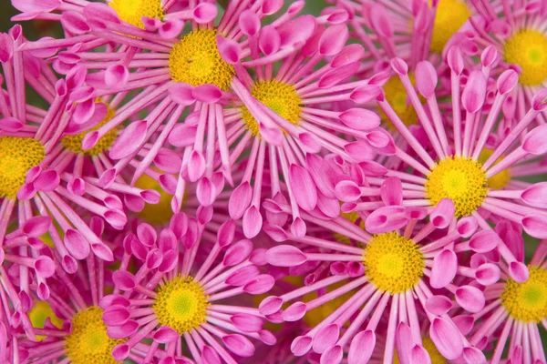 カラフルなピンクの菊の背景 — ストック写真