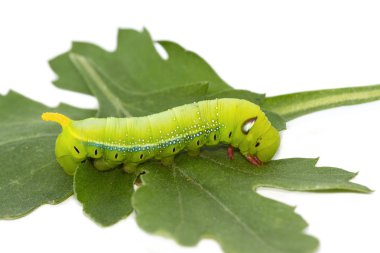 hornworm, yeşil tırtıl yaprakları yiyor